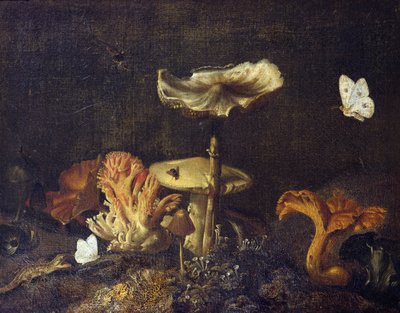 Stillleben mit Pilzen und Schmetterlingen von Otto Marseus  van Schrieck